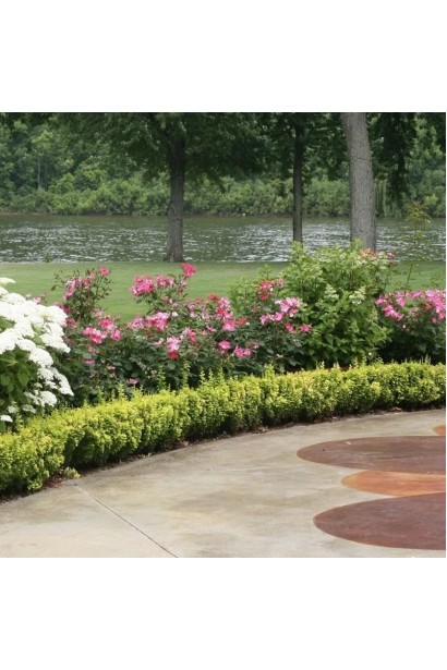 Барбарис тунберга Голден Піллар в ландшафтному дизайні